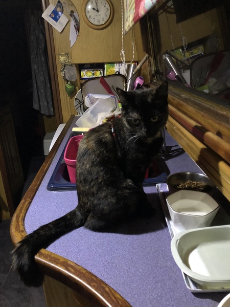 Help - greedy 22 week old kitten!