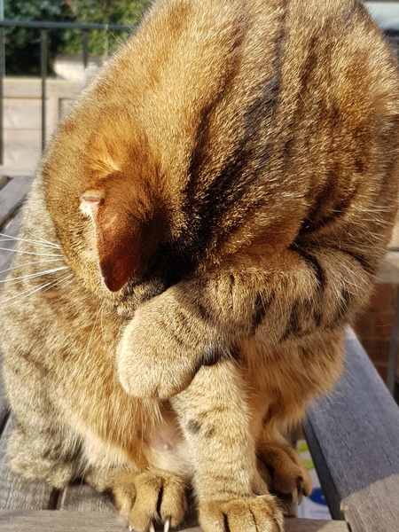 Thug cat part 3.  Unbidden guests are often welcomest when they are gone.