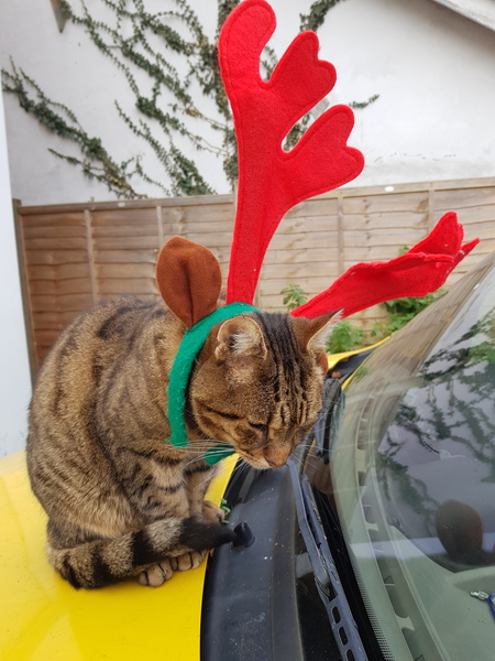 Thug cat part 3.  Unbidden guests are often welcomest when they are gone.