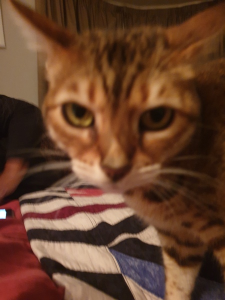 Anyone on here have a Bengal cat ?
