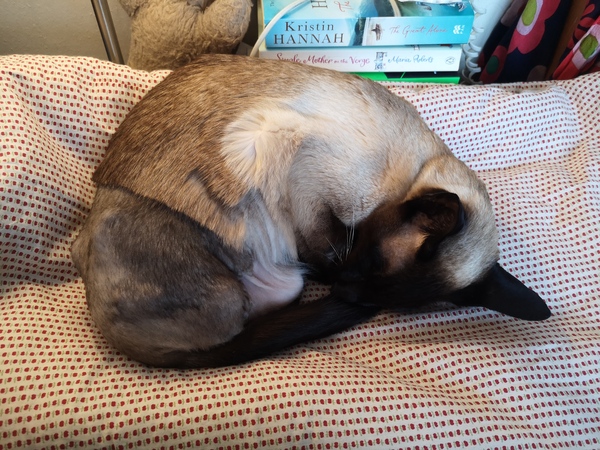 Potato Cat hiding away after amputation