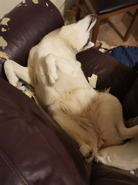 Does you dog get worried when you sneeze?