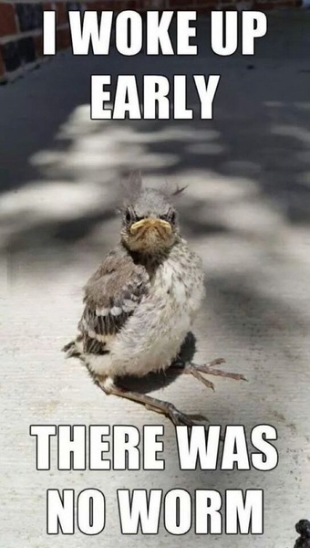 Fledglings assemble for the nurturing November thread!
