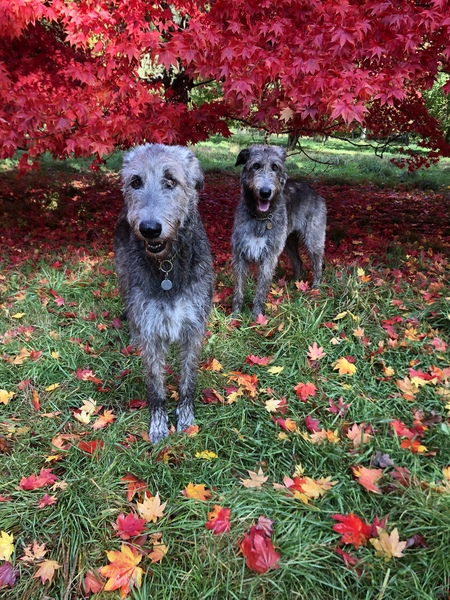What's the most unusual breed in your street?