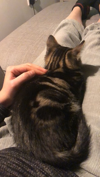 Kitten obsessed with laptops when working from home?!