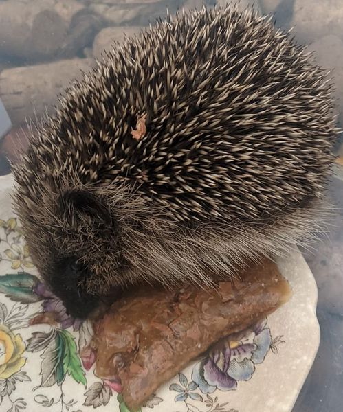 Westminstenders: a feature of the system not a bug