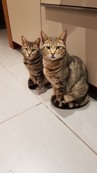 Westminstenders: a feature of the system not a bug