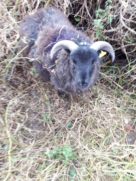 DH didn't realise black sheep were real!