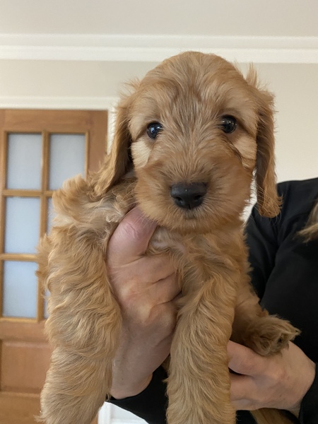 Puppy survival thread October/November!