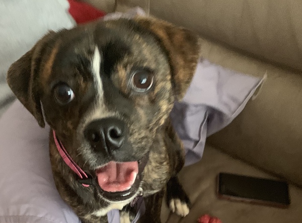 I had a fairly crappy day but my dear dog made everything worth it!