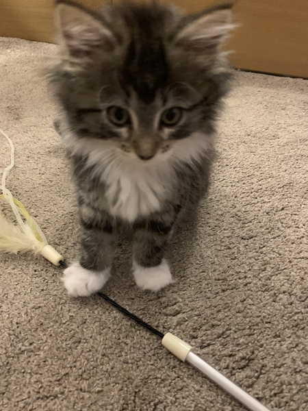 Anyone got a norwegian forest cat?