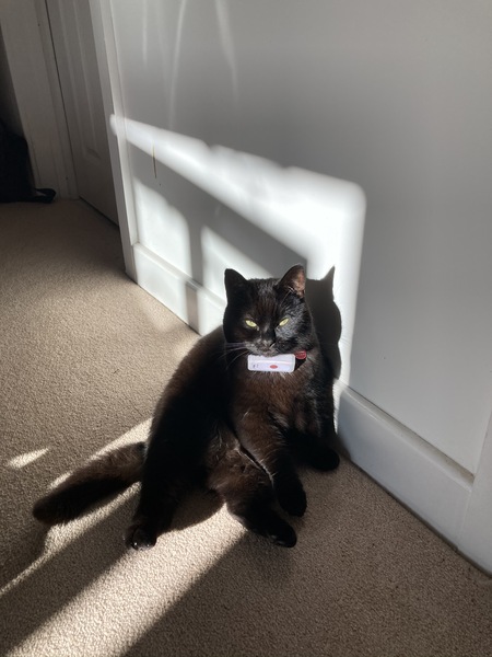 Can you recommend a cat tracker?