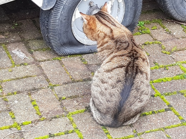 Thug cat part 3.  Unbidden guests are often welcomest when they are gone.