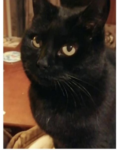 Can I just tell you about my rescue cat who is coming this weekend?