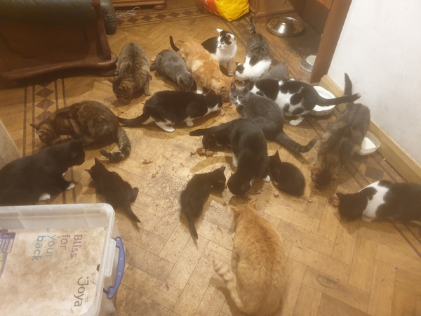 To keep all 4 kittens taking the total number of cats to 20!