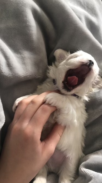Puppy survival thread October/November!