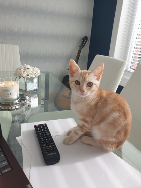 Show me your kitties