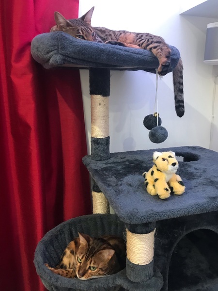 Show me your kitties