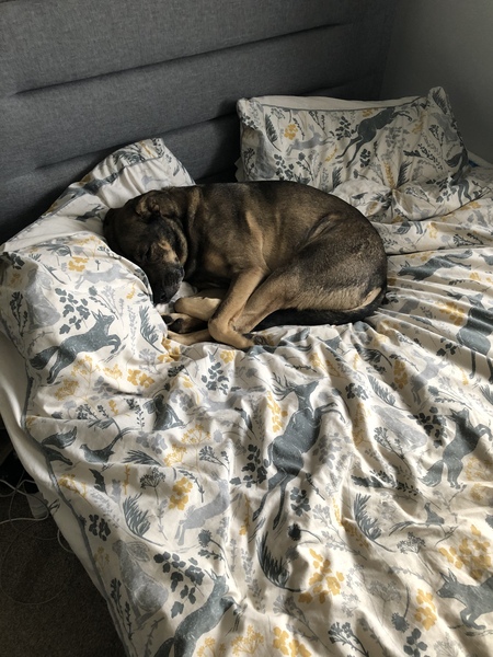 To let the dog sleep on my bed?