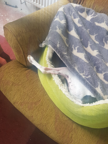 Whippets
