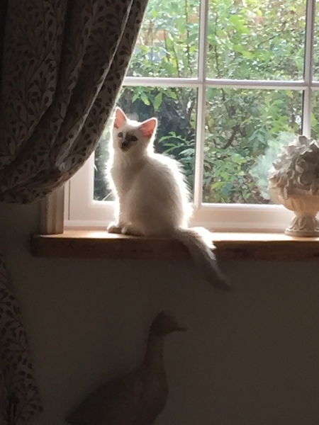 Farty Kitten! Ragdoll (with pics) Food opinions please?