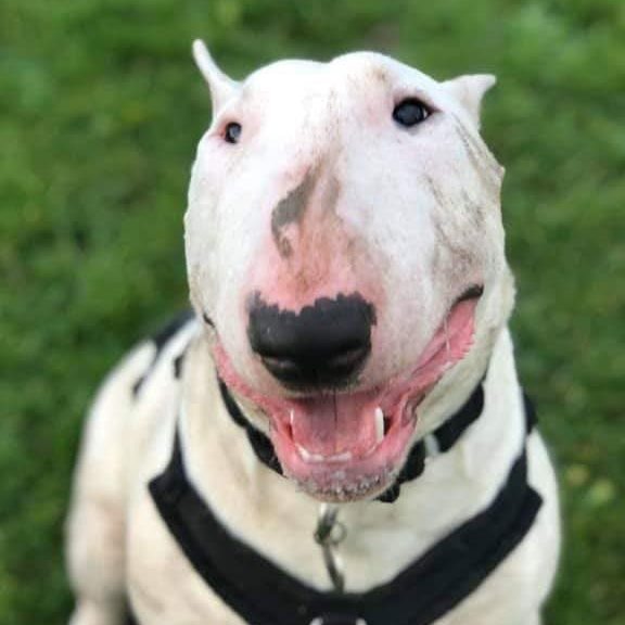 Why did you chose the breed of dog you did?