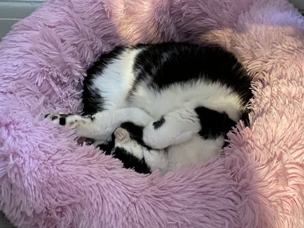 Donut cat baskets