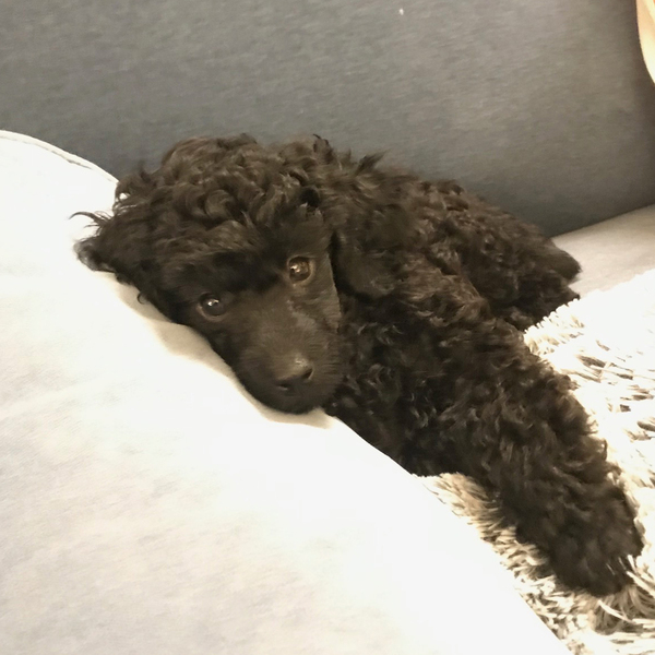 Puppy survival thread October/November!
