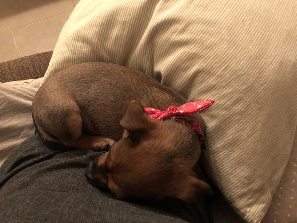 Puppy survival thread October/November!