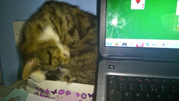 Kitten obsessed with laptops when working from home?!