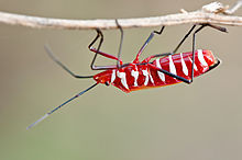 Worried that the military and NHS are on standby to deliver vaccines