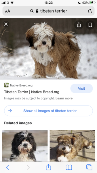 What breed might this have been?