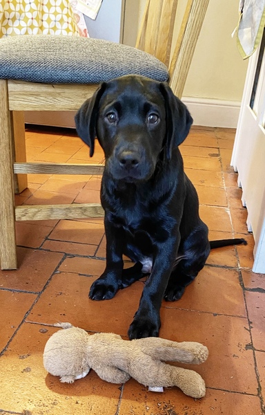 Puppy survival thread October/November!