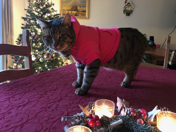 Thug cat part 3.  Unbidden guests are often welcomest when they are gone.