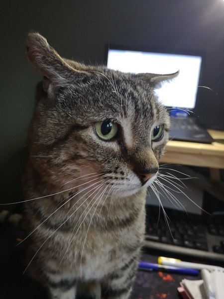 If you found a universal translator which meant you could talk to your pet..