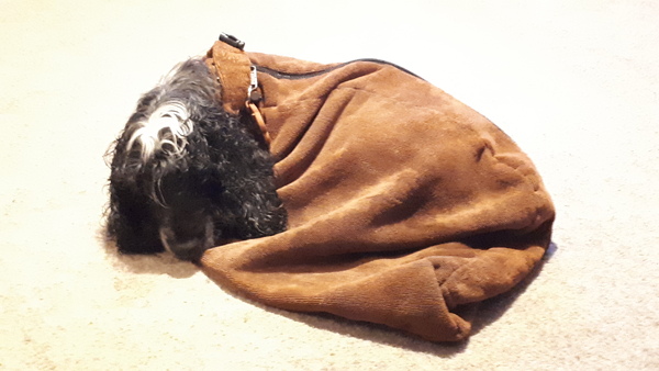 Equafleece or drying robe?