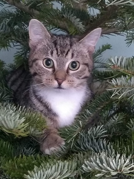 Christmas tree