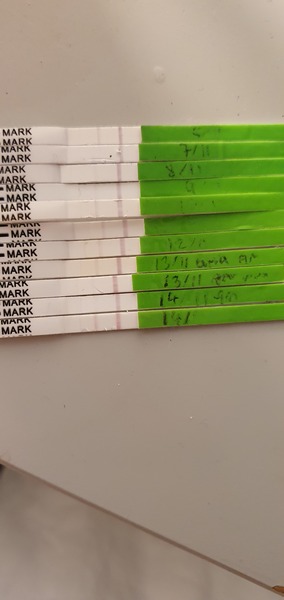 Sperm Meets Egg Plan