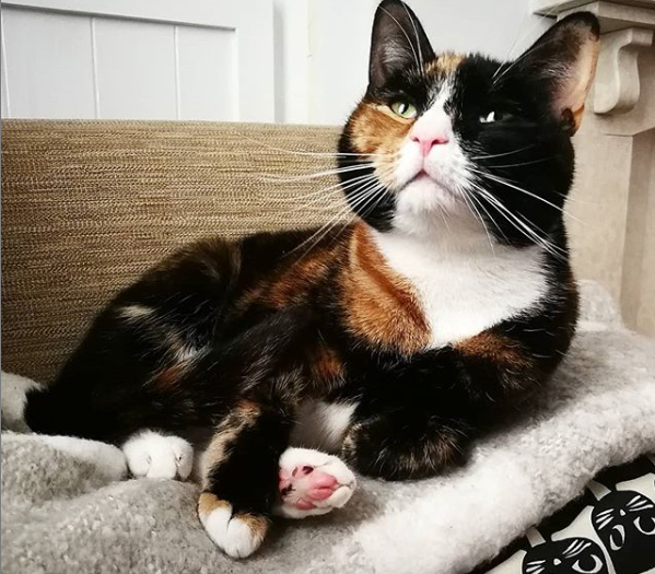 Which cat to rehome - or neither? Gutted at the thought of either