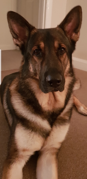 My dog is the best dog