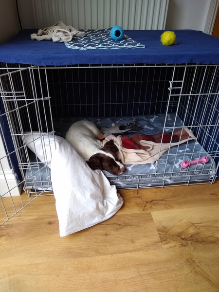 Puppy survival thread October/November!