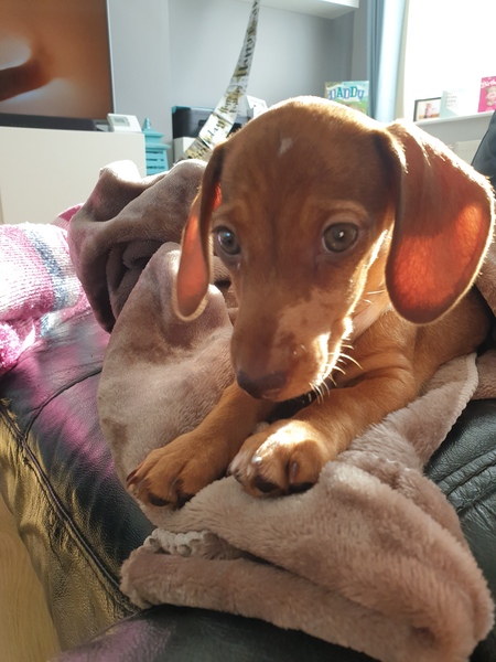Puppy spam
