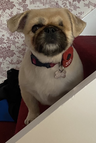 Why did you chose the breed of dog you did?
