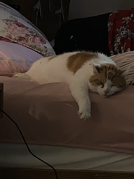 I'm scared of my cat - what to do