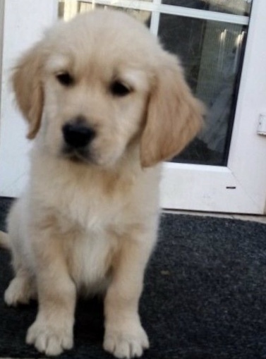 Dog name