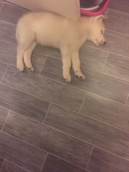 Puppy prices..