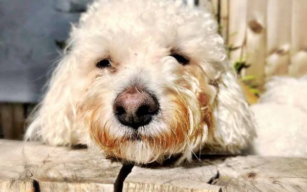 Why did you chose the breed of dog you did?