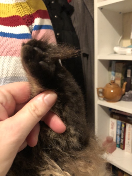 Captain V, Paws, catnip or dreamies?
