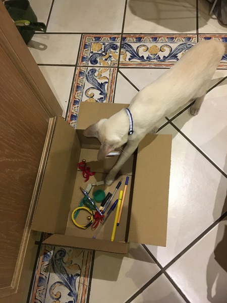 Recommended Cat toys