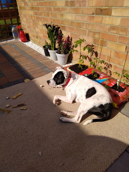 To ask how long your dog stays outside?
